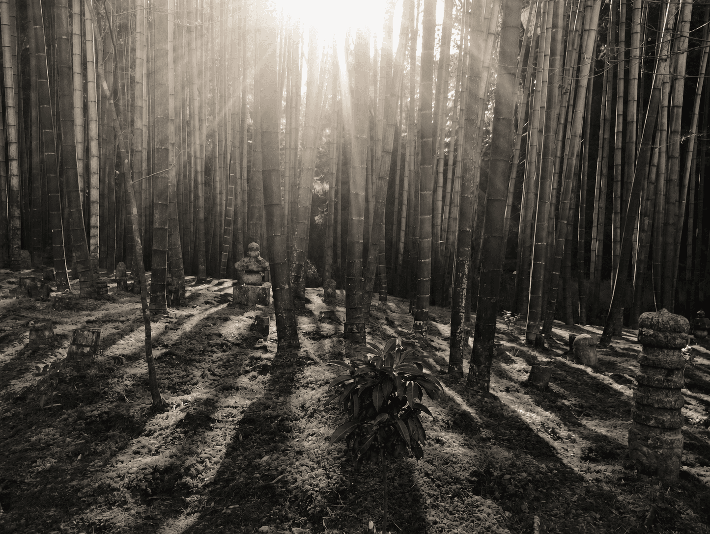 杜の風景